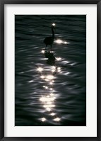 Great Blue Heron Wades in Water, Placido, Florida Fine Art Print