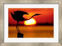 Silhouette of Great Blue Heron Stretching Neck at Sunset Fine Art Print