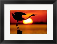 Silhouette of Great Blue Heron Stretching Neck at Sunset Fine Art Print