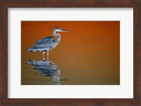 Great Blue Heron in Water at Sunset Fine Art Print