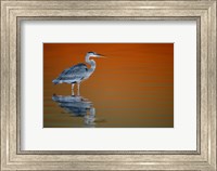 Great Blue Heron in Water at Sunset Fine Art Print