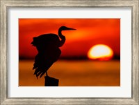 Silhouette of Great Blue Heron Stretching Wings at Sunset Fine Art Print