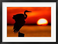 Silhouette of Great Blue Heron Stretching Wings at Sunset Fine Art Print