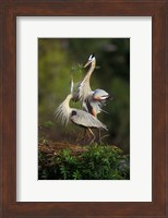 Great Blue Herons in Courtship Display Fine Art Print