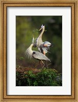 Great Blue Herons in Courtship Display Fine Art Print