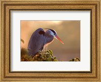 Great Blue Heron Perches on a Tree at Sunrise in the Wetlands Fine Art Print
