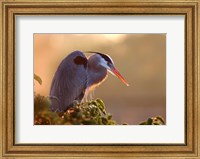Great Blue Heron Perches on a Tree at Sunrise in the Wetlands Fine Art Print