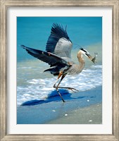 Florida Captiva Island Great Blue Heron bird Fine Art Print