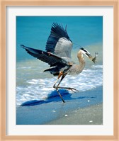 Florida Captiva Island Great Blue Heron bird Fine Art Print