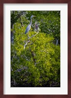 Florida Great Blue Heron, bird, Rookery Bay Fine Art Print