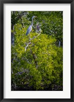 Florida Great Blue Heron, bird, Rookery Bay Fine Art Print