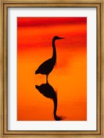 Great Blue Heron Fishing at Sunset Fine Art Print
