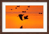 Great Blue Herons Flying at Sunset Fine Art Print