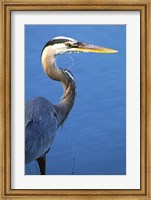 Doomed Great Blue Heron, Venice, Florida Fine Art Print