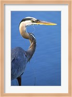 Doomed Great Blue Heron, Venice, Florida Fine Art Print