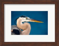 Great Blue Heron, Sanibel Island Fine Art Print