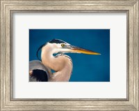 Great Blue Heron, Sanibel Island Fine Art Print