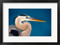 Great Blue Heron, Sanibel Island Fine Art Print