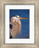 Great Blue Heron, Florida Fine Art Print