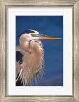 Great Blue Heron, Florida Fine Art Print
