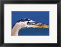 Great Blue Heron, Sanibel Island, Florida Fine Art Print