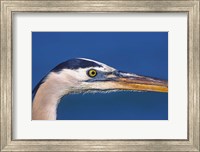 Great Blue Heron, Sanibel Island, Florida Fine Art Print
