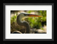 Great Blue Heron, Florida Fine Art Print