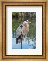 Florida Orlando Great Blue Heron at Gatorland Fine Art Print