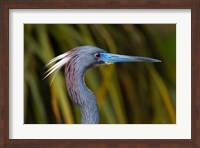 Florida St Augustine, Little Blue Heron at the Alligator Farm Fine Art Print