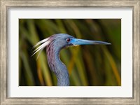 Florida St Augustine, Little Blue Heron at the Alligator Farm Fine Art Print