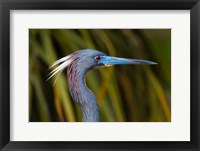 Florida St Augustine, Little Blue Heron at the Alligator Farm Fine Art Print