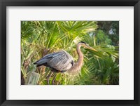 Great Blue Heron at Gatorland Fine Art Print