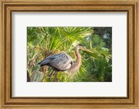 Great Blue Heron at Gatorland Fine Art Print