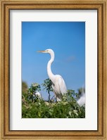 Florida Orlando Great Blue Heron Fine Art Print