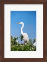 Florida Orlando Great Blue Heron Fine Art Print