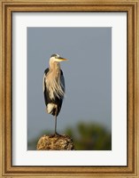Great Blue Heron bird, Viera wetlands, Florida Fine Art Print