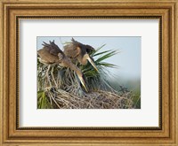 Great Blue Heron chicks in nest looking for bugs, Florida Fine Art Print