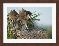 Great Blue Heron chicks in nest looking for bugs, Florida Fine Art Print