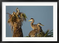 Great Blue Heron bird, Viera wetlands, Florida Fine Art Print