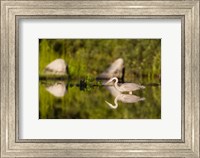 Great Blue Heron Feeds in Katahdin Lake, Maine, Fine Art Print