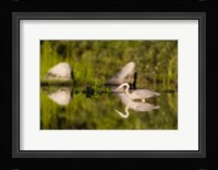 Great Blue Heron Feeds in Katahdin Lake, Maine, Fine Art Print