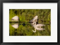 Great Blue Heron Feeds in Katahdin Lake, Maine, Fine Art Print