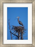 Great Blue Heron bird, Lubberland Creek, NH Fine Art Print