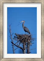 Great Blue Heron bird, Lubberland Creek, NH Fine Art Print