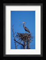 Great Blue Heron bird, Lubberland Creek, NH Fine Art Print