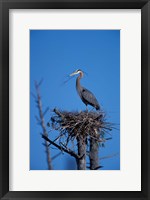 Great Blue Heron bird, Lubberland Creek, NH Fine Art Print