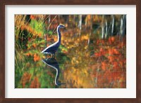 Great Blue Heron in Fall Reflection, Adirondacks, New York Fine Art Print