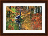 Great Blue Heron in Fall Reflection, Adirondacks, New York Fine Art Print