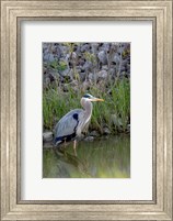 Great Blue Heron bird Maumee Bay Refuge, Ohio Fine Art Print