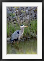 Great Blue Heron bird Maumee Bay Refuge, Ohio Fine Art Print